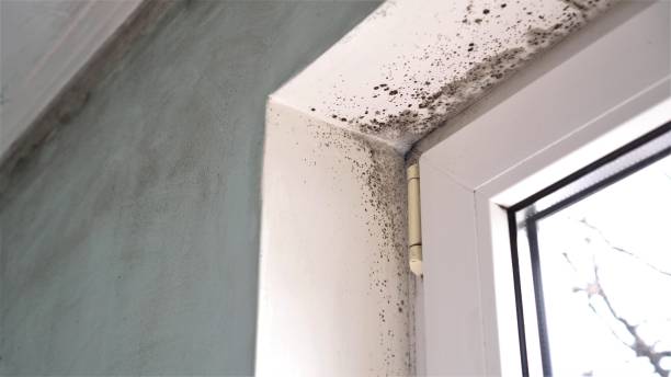 Best Basement Mold Remediation in El Paso, TX