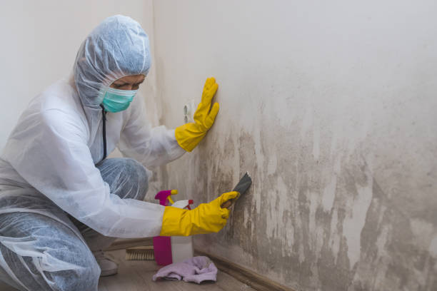 Best Residential Mold Remediation in El Paso, TX
