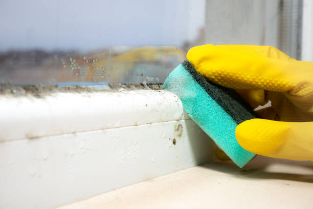  El Paso, TX Mold Removal Pros