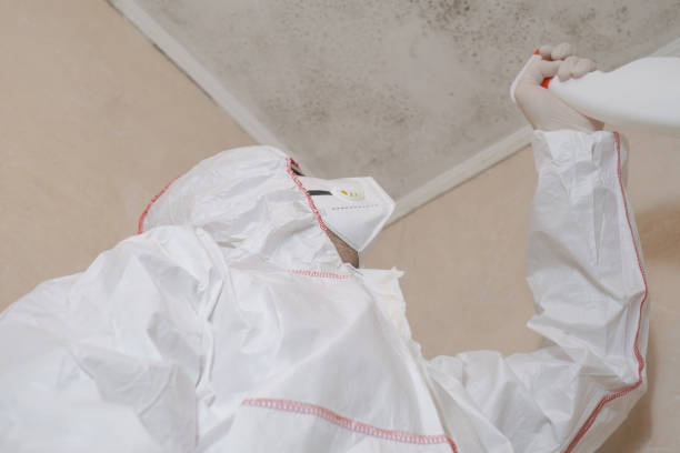 Best Insurance-Related Mold Remediation in El Paso, TX