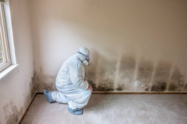 El Paso, TX Mold Remediation Company
