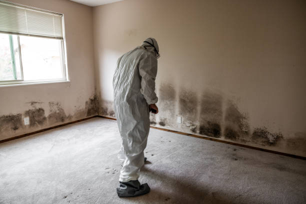Best Mold Testing and Inspection Services in El Paso, TX