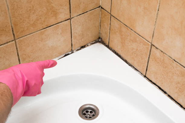 Best Mold Remediation for Schools in El Paso, TX
